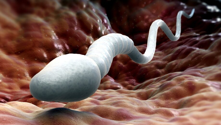 Перші в історії вирощені в лабораторії яєчка можуть виробляти сперму